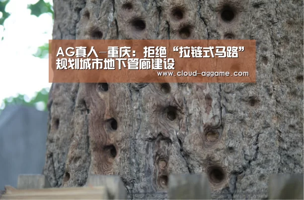 AG真人-重庆:拒绝“拉链式马路”规划城市地下管廊建设(图2) AG真人互动